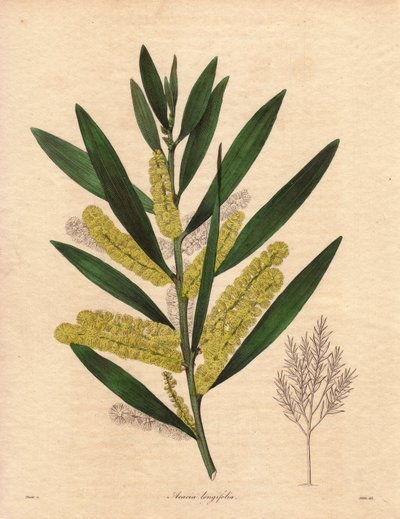 Mimoza tırtıl (Acacia longifolia), 3 ila 6 metre yüksekliğe kadar kalıcı yaprakları olan bir çalı, uzun, limon sarısı epis çiçek salkımına sahip, çok hoş kokulu. New Holland#39;a (Avustralya) özgü bitki, 1792#39;de Büyük Britanya#39;ya tanıtıldı. İllüstras by Unbekannter Künstler