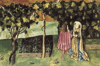 Karın yağlarını azaltan ve zayıflatan meyve üzüm üzerine minyatür - İBN BUTLAN, Ebu-l Hasan el-Müctar (yak. 1001 - 1066). Bağdat
