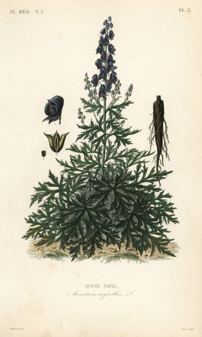 Keşiş başlığı, aconite veya kurtboğan, Aconitum napellus, Aconit göbek by Unbekannt