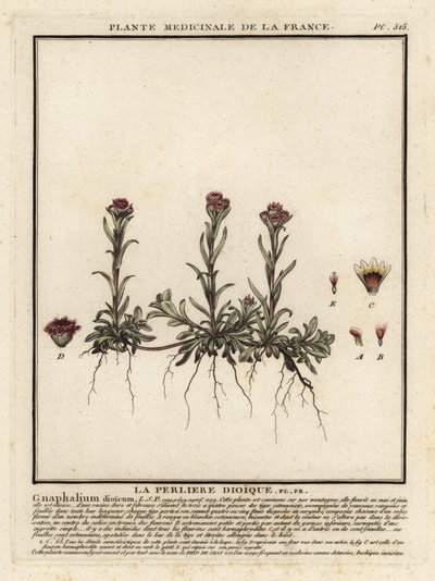 Sonsuz dağ, Antennaria dioica. by Unbekannter Künstler