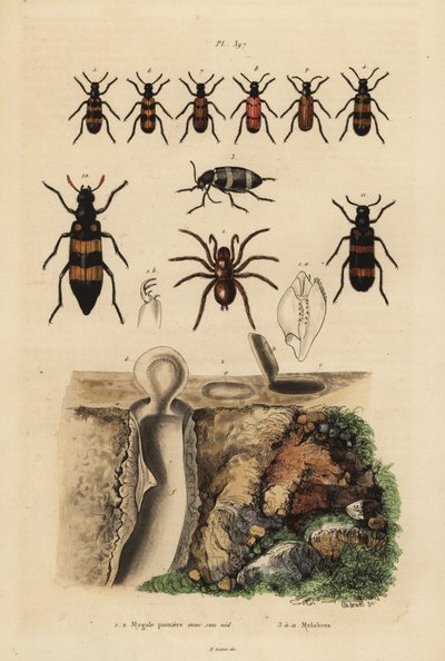Mygalomorph trapdoor örümcek ve yuvası ve böcekleri, Mylabris türleri by Unbekannt