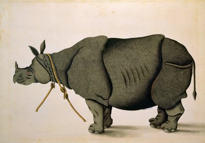 NHD-32 (47) Gergedan muhtemelen Francis Buchanan Koleksiyonundan, c.1800, sanatçı bilinmiyor by Unbekannter Künstler