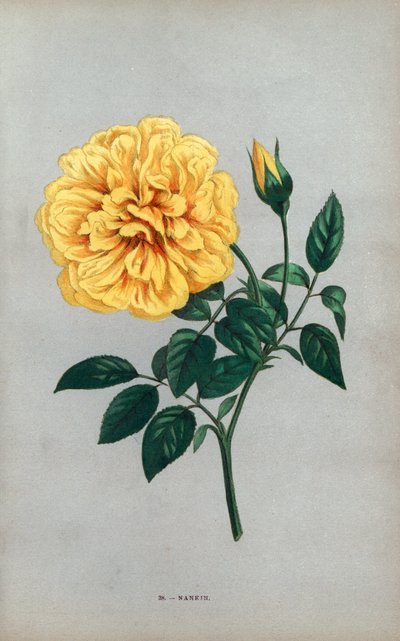 Nanjing gülü, Mösyö Ducher tarafından 1871