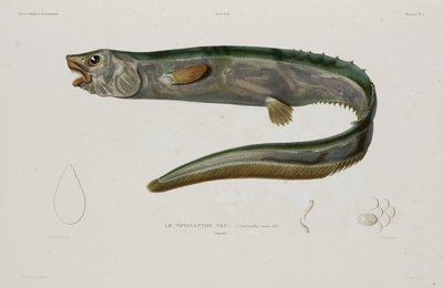 Natacanthus nasus, İzlanda, 19. yüzyılın başları by Unbekannter Künstler