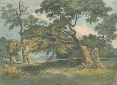 Needwood - Meşe Ağacı: suluboya resim, nd [?19th Century] by Unbekannt