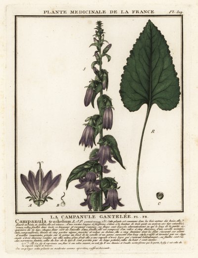 Isırgan yapraklı çan çiçeği, Campanula trachelium. by Unbekannter Künstler