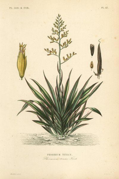Yeni Zelanda keteni veya hareke, Phormium tenax, Phormium tenace by Unbekannt