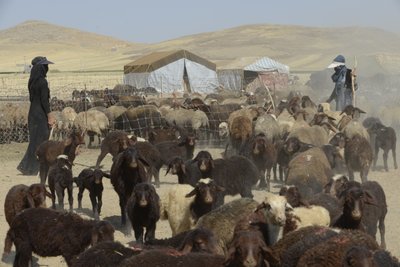 Tamar ve Ashkhaneh arasındaki göçebe çadırları, İran 2022 (fotoğraf) by Unbekannter Künstler