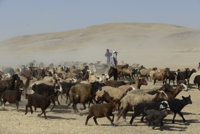 Tamar ve Ashkhaneh arasındaki göçebe çadırları, İran 2022 (fotoğraf) by Unbekannter Künstler
