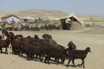 Tamar ve Ashkhaneh arasındaki göçebe çadırları, İran 2022 (fotoğraf) by Unbekannter Künstler