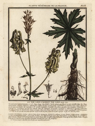 Kuzey kurdu, Aconitum lycoctonum by Unbekannter Künstler