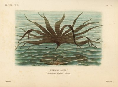Oarweed, Laminaria digitata, Laminaire Digitee by Unbekannt