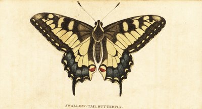 Eski Dünya kırlangıçkuyruğu, Papilio machaon., 1800 (gravür) by Unbekannter Künstler