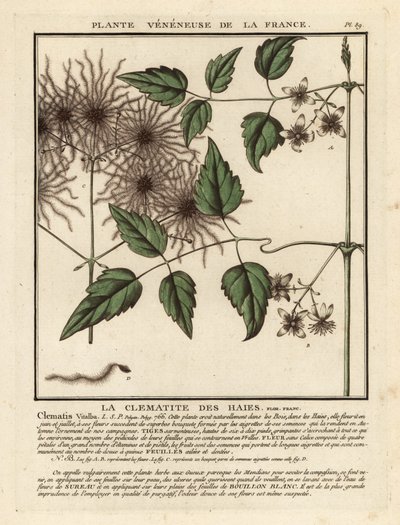 Yaşlı adamın sakalı, Clematis vitalba. by Unbekannter Künstler