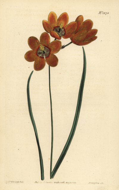 Orage kolourid monadlous ixia, Ixia monadfa by Unbekannt
