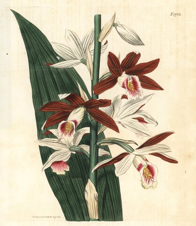 Orkide Çeşitleri Bifrenaria - Büyük bataklık orkidesi Phaius tankervilleae (Lady Tankerville