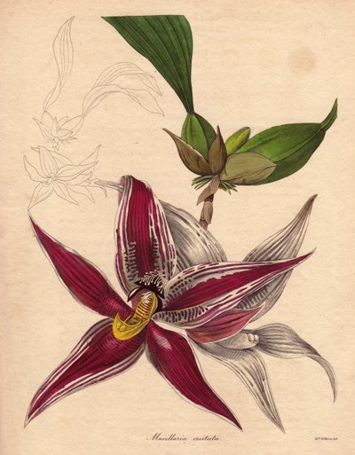 Orkide çeşidi, Paphinia (Maxillaria) cristata, Kuzey Güney Amerika#39;daki endemik türler. Beyaz çizgili koyu kırmızı renkli, yıldız şeklinde bir çiçeğe sahip bir kolye salkımına. Augusta Innes Withers#39;ın (1793-1877) The Botanist serisindeki illüstrasyo by Unbekannter Künstler
