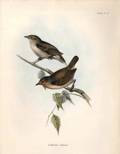 Ornitoloji: "Certhidea olivacea" Charles Darwin