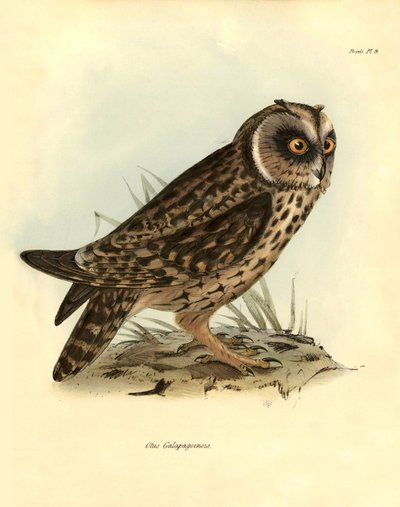 Ornitoloji: "Otus Galapagoensis" Charles DarWin (1809-1882) tarafından Beagle gemisindeki keşif gezisi sırasında tanımlanan Galapagos baykuşu. "John Gould tarafından tanımlanan kuşlar, Charles Darwin