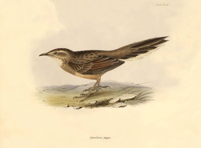 Ornitoloji: "Synallaxis major" Charles Darwin tarafından Beagle gemisindeki keşif gezisi sırasında tanımlanmıştır. "The zoology of the voyage of H.M.S. Beagle "dan bir levha. Uçuş. III, John Gould tarafından tanımlanan kuşlar, Charles Darwin tarafından alı by Unbekannter Künstler