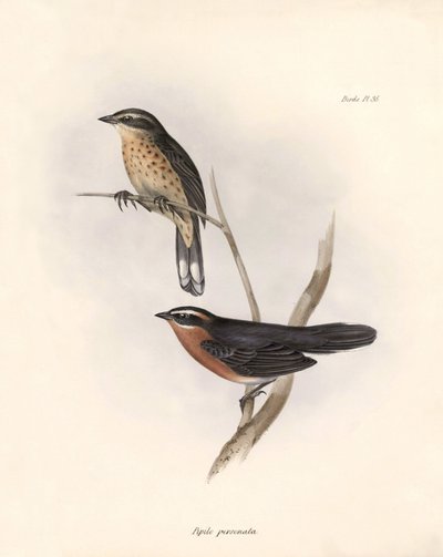 Ornitoloji: "Tohi (veya pipilo)" Charles Darwin