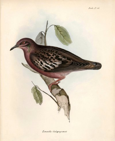 Ornitoloji: "Zenaida Galapagoensis" Galapagos güvercini, Charles Darwin tarafından Beagle gemisindeki keşif gezisi sırasında gözlemlenmiş ve tanımlanmıştır. "The zoology of the voyage of H.M.S. Beagle "dan bir levha. Uçuş. III, John Gould tarafından tanıml by Unbekannter Künstler