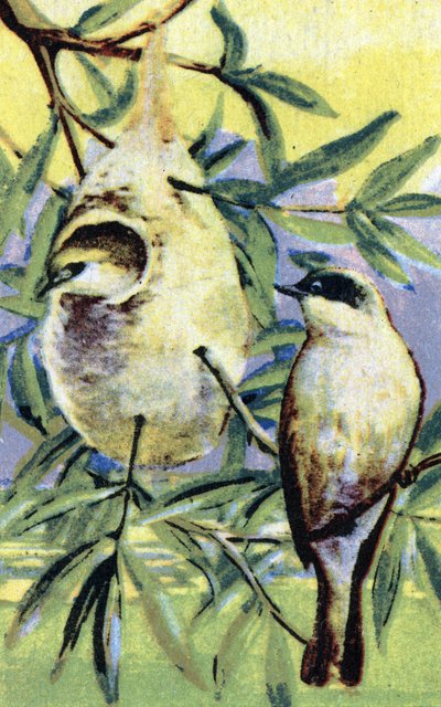 Ornitoloji: remiz (Remiz pendulinus) (Avrasya penduline iti) 19. yüzyıl Kromolitograf Özel koleksiyon by Unbekannter Künstler