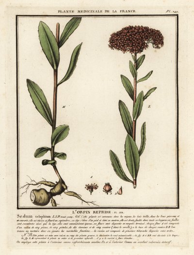 Orpine, l