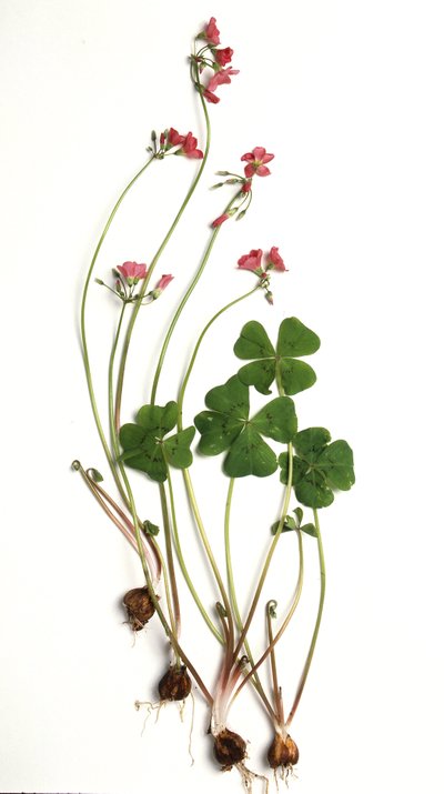 Oxalis tetraphylla/Oxalis deppei/Oxalide of Deppe by Unbekannt