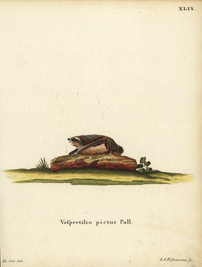 Boyalı yünlü yarasa, Kerivoula picta. Vespertilio pictus Linn. Johann Christian Daniel Schreber