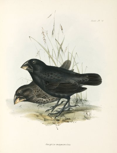 Büyük Yer İspinozları Çifti, Galapagos Adaları, c 1832-1836 by Unbekannt