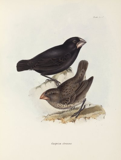 Bir çift ispinoz, Galapagos Adaları, c 1832-1836 by Unbekannt
