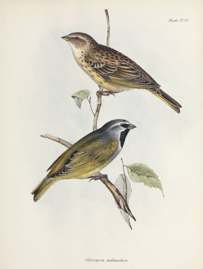 Serçe veya ispinoz çifti, c 1832-1836 by Unbekannt