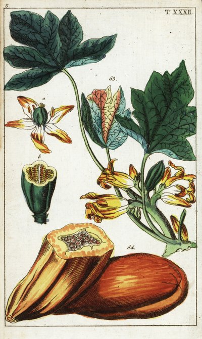 Papaya meyvesi, kesit, çiçekler ve yapraklar, Carica papaya. by Unbekannter Künstler