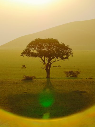 Yağmurdan sonraki cennet, Chyulu Hills, 2018 (fotoğraf) by Unbekannter Künstler