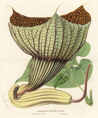 Pararistolochia goldieana (Aristolochia goldieana). Louis van Houtte ve Charles Lemaire