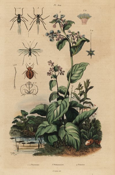 Şeftali yaprak biti, Myzus persicae 1, gül yaprak biti, Macrosiphum rosae 2, Virginia bluebells, Mertensia pulmonarioides 3 ve tahtakurusu, Cimex lectularius 4 by Unbekannt