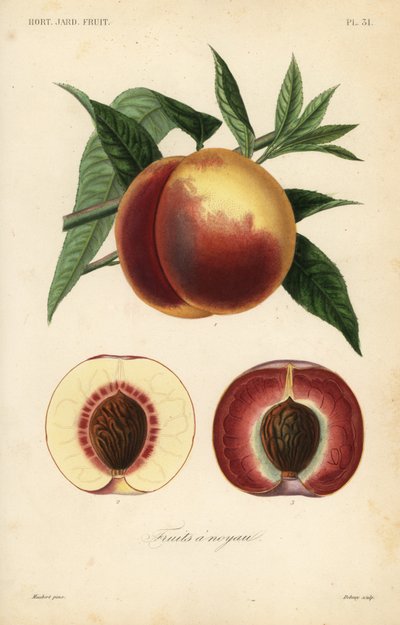 Şeftali meyvesi, Prunus persica, beyaz etli ve kırmızı etli çeşitler by Unbekannt