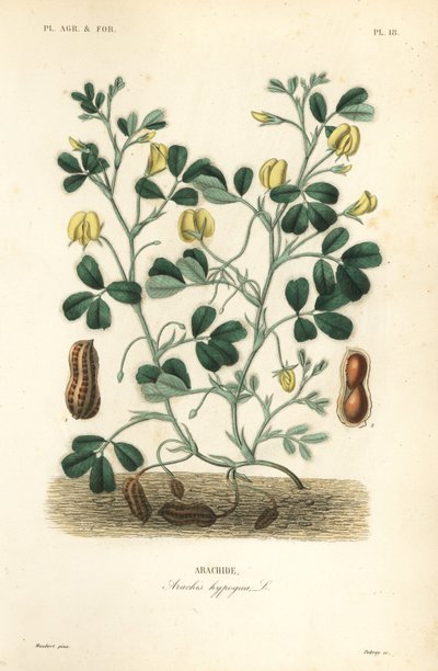 Fıstık veya yer fıstığı, Arachis hypogaea, Arachide by Unbekannt