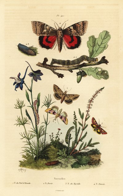 Bezelye çiçeği, Periphanes delphinii 1, pamuk kurdu, Helicoverpa armigera 2, sarı kanat altı, Anarta myrtilli 3 ve büyük sarı kanat altı, Noctua pronuba, larva ve pupa 4. Noctuelles kelebekleri by Unbekannt