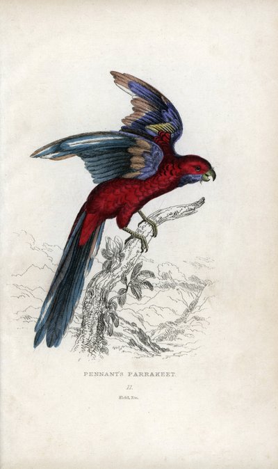 Pennant muhabbet kuşu, Psittacus pennantii. Platycercus elegans. by Unbekannter Künstler