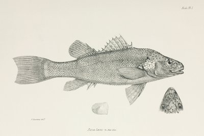 Levrek, c 1832-1836 by Unbekannt