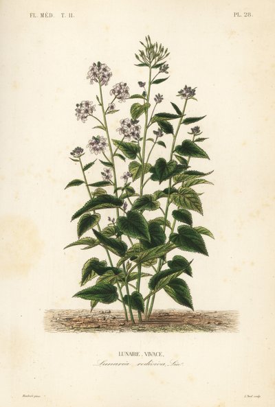 Çok yıllık dürüstlük, Lunaria canlandı, Ay canlılığı by Unbekannt