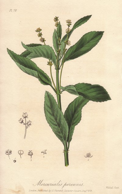 Çok yıllık mercuriale veya çok yıllık ya da köpek lahanası (Mercurialis perennis) - John Stephenson ve James Morss Churchill