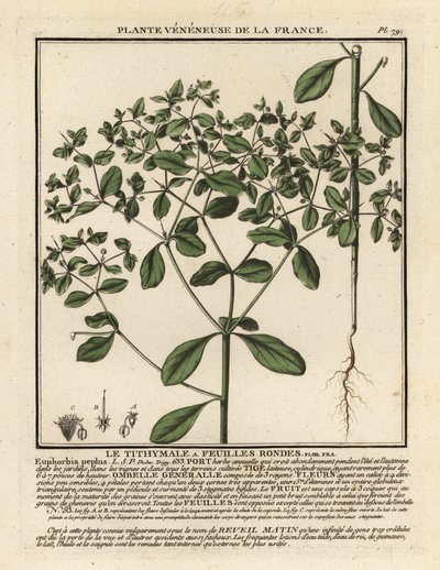 Küçük sütleğen, Euphorbia peplus. by Unbekannter Künstler