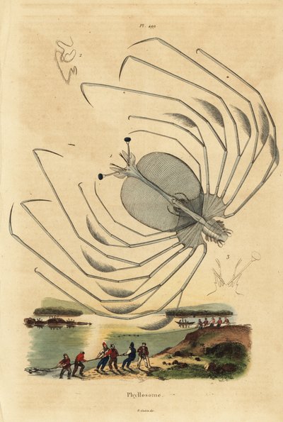 Dikenli bir ıstakozun Phyllosoma larva aşaması, Palinurus elephas by Unbekannt