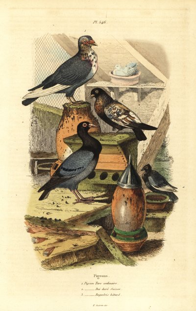 Güvercin Columba livia ırkları: Sıradan Türk Güvercini, Swiss Golden Bay, Bastard Bagadais by Unbekannt