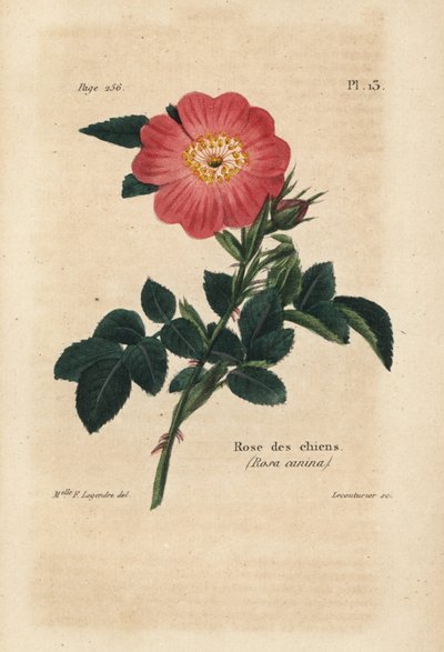 Pembe Köpek, Köpek Gülü, Rosa Canina. Pierre Boitard