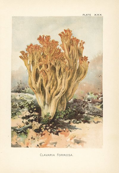 Pembe mercan mantarı veya güzel clavaria, Ramaria formosa (Clavaria formosa). William Hamilton Gibson