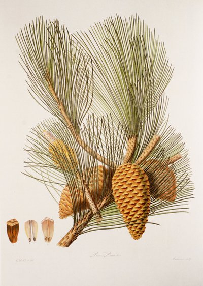 Pinus pinaster/Deniz Çamı/Deniz Çamı by Unbekannt